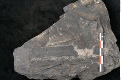 Foto (Detailansicht) von Neuropteris sp.  (NHMW-GEO-2024-0188-10684)